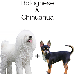 Bolo-Chi Dog